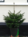 Nordmannsgran juletræ H: 60-80 cm